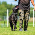 Man training a canecorso dog on the field. Training of a dog