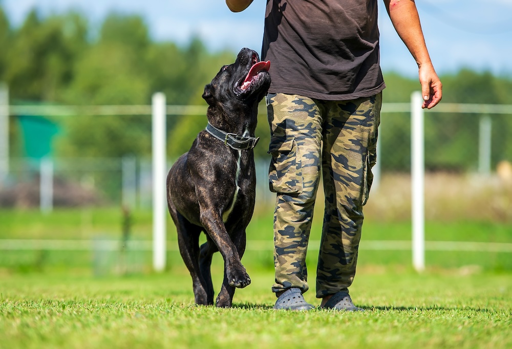 Man training a canecorso dog on the field. Training of a dog